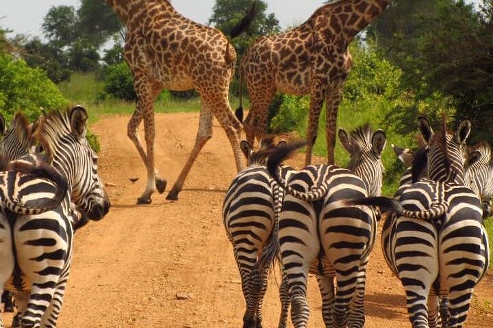 Day Trip Arusha National Park Optional Canoe and Walking SafarisDay Trip Arusha National Park Optional Canoe and Walking Safaris
