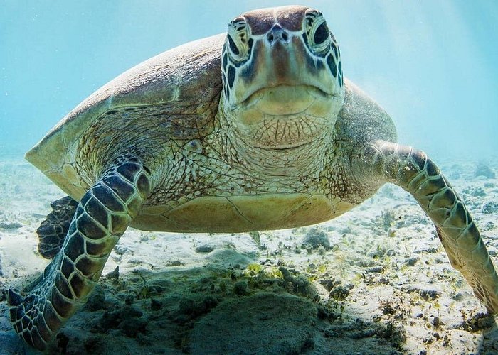 Snorkelling at Mnemba Atoll