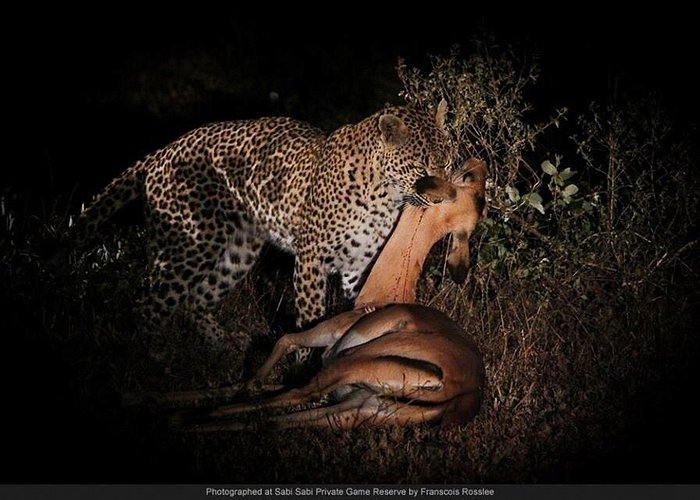 Night Game Drive