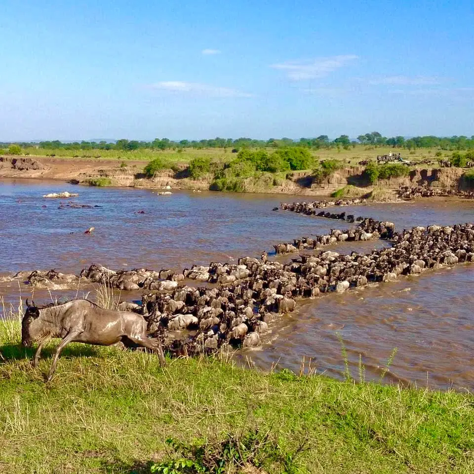 Tanzania Safari Adventures