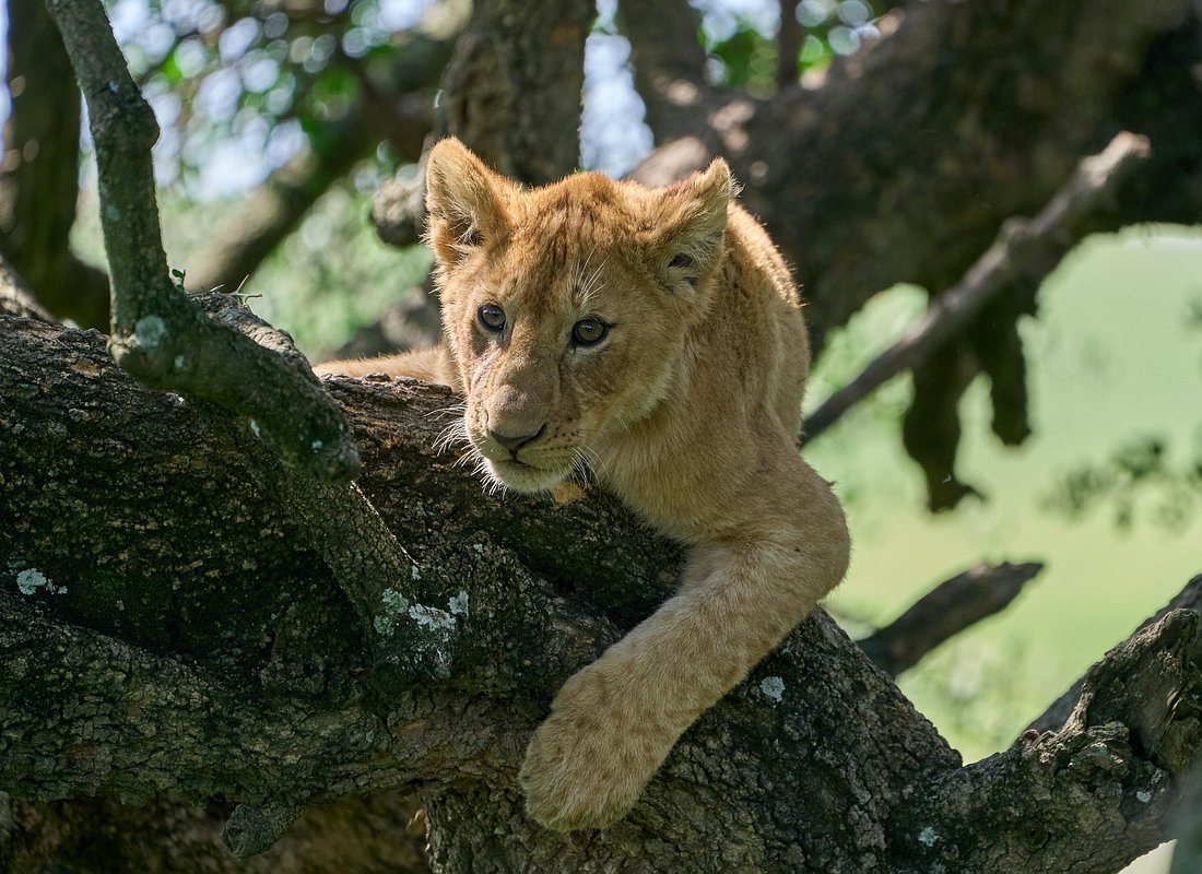 8 Days Explorer Safari – Tarangire, Manyara, Ngorongoro & Serengeti