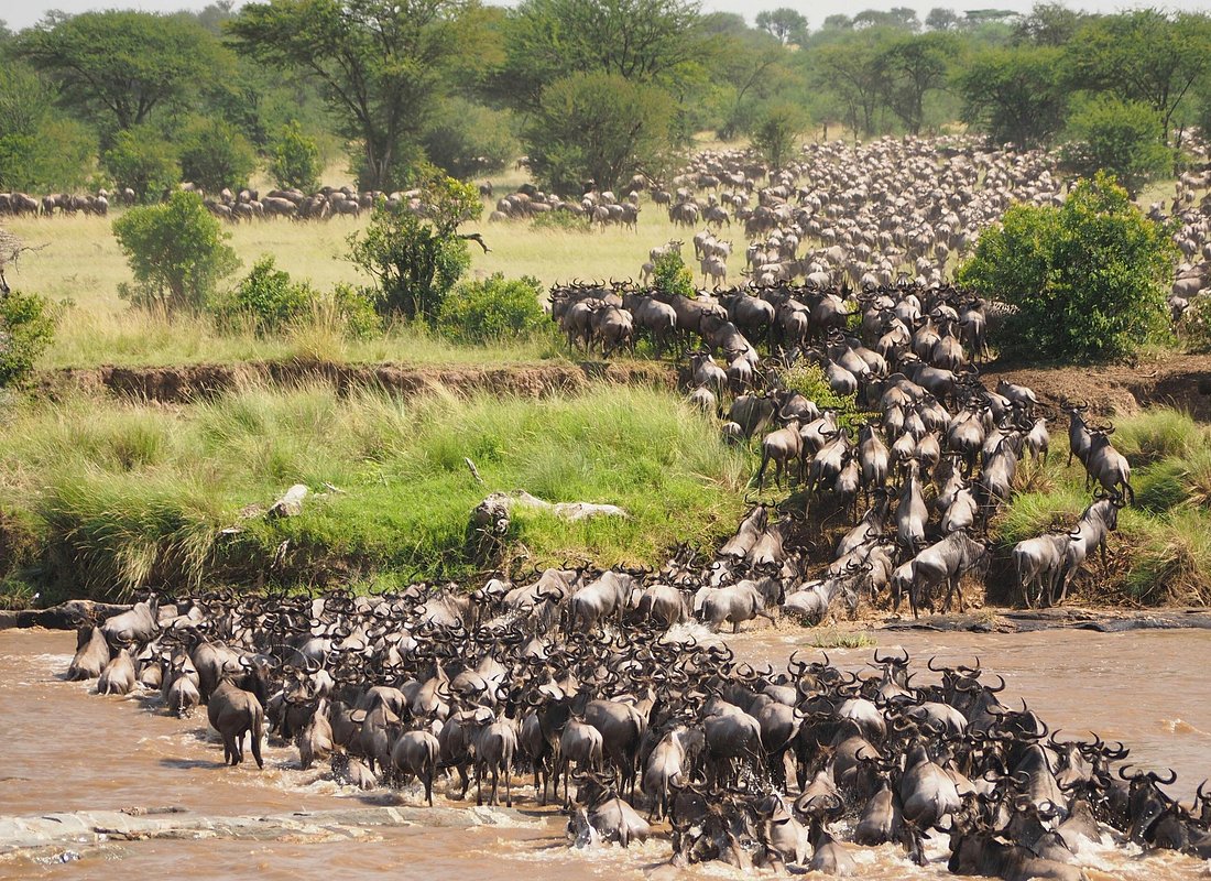 Tanzania migration safari 5 Days