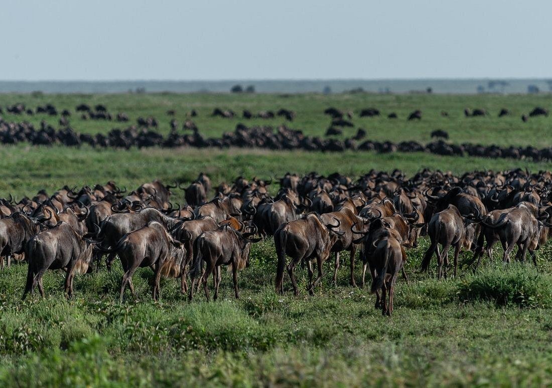 Great Migration & River Crossing in Serengeti 