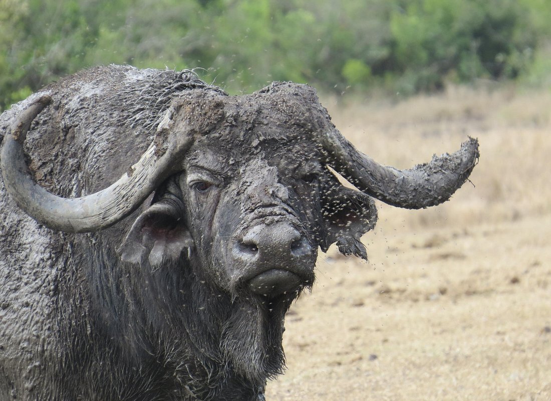 8 Days Tarangire to Ndutu & Serengeti – Wildebeest Calving & Big Game
