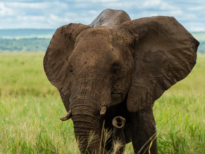 5-Day Tarangire & Ngorongoro Safari | Includes Guided Bush Walk