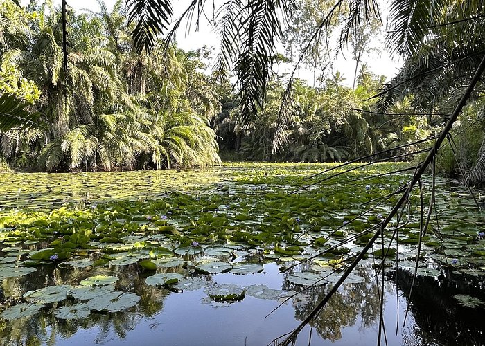 Private Hiking in Masingini Forest from Stone Town