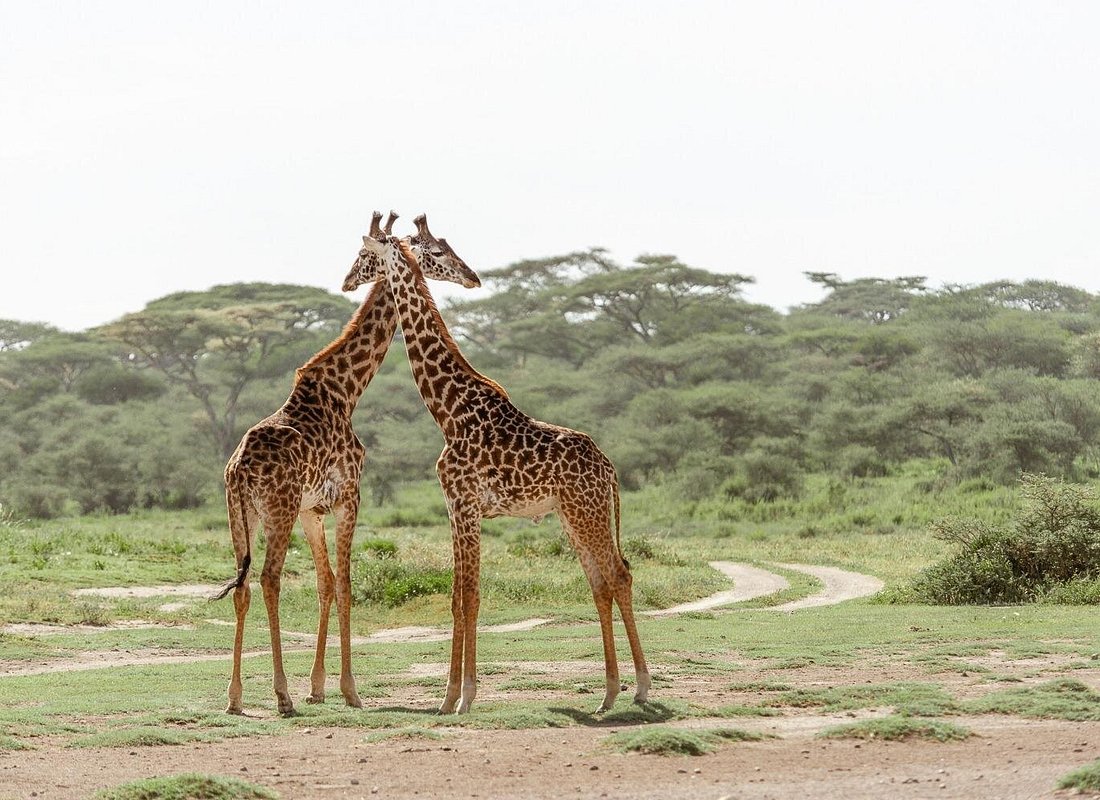 Predator’s Season: Big Cats Safari in Tarangire, Ngorongoro & Ndutu