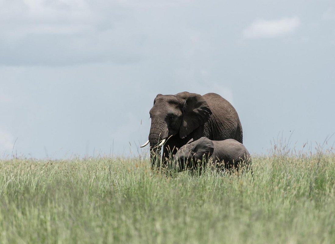 5 Days Luxury Tarangire Safari with Bush Walk & Balloon Ride