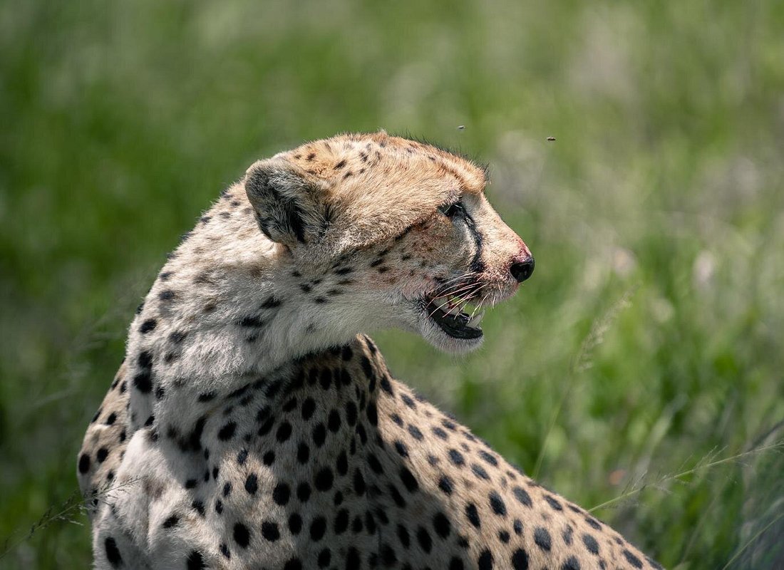  From Arusha to the Serengeti – Complete Northern Tanzania Safari