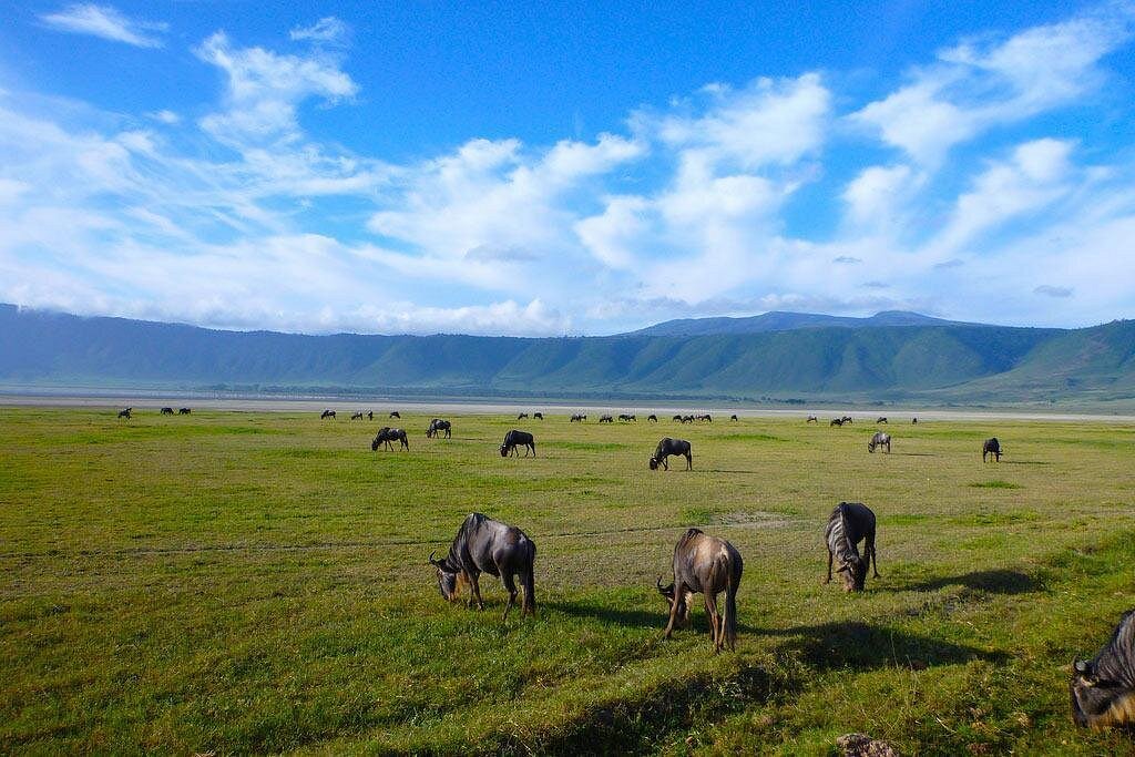 6 Days Tanzania Essentials Safari: Tarangire, Ngorongoro & Serengeti