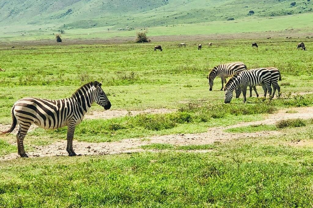 Wild Trails of Tarangire – 5-Day Immersive Safari with Walking & Night Game Drive