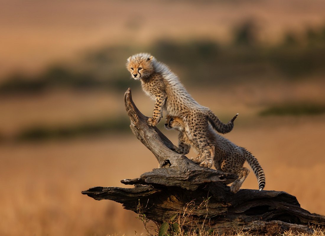 Budget-Friendly Tour to Serengeti's Great Migration