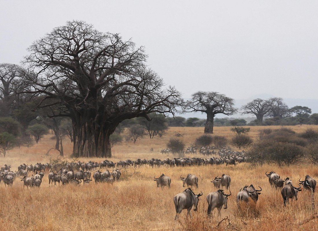 7 Days Luxury in Tarangire, Ngorongoro & Serengeti