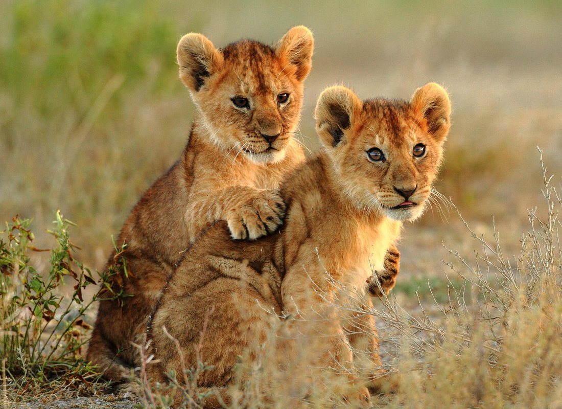 7 Days Serengeti Cheetah Safari & Game-drives in Tarangire & Ngorongoro