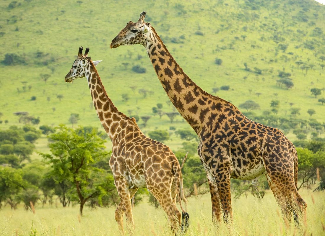 4 Days Short Safari Escape – Tarangire & Ngorongoro