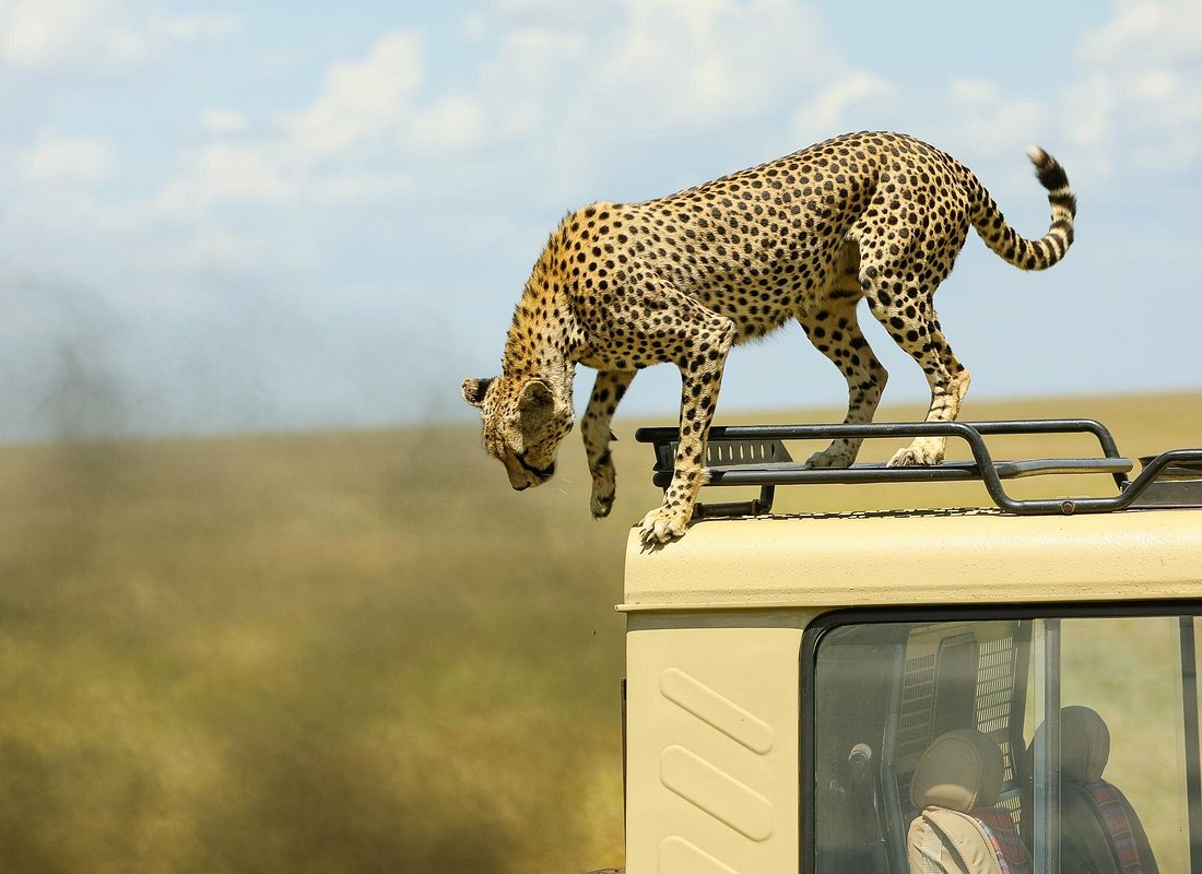 Luxury Honeymoon Escape: Arusha National Park, Ngorongoro Crater & Serengeti - Romantic Bonus Inside!