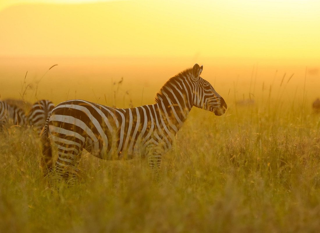 4 Days Best of Lake Manyara & Ngorongoro Safari