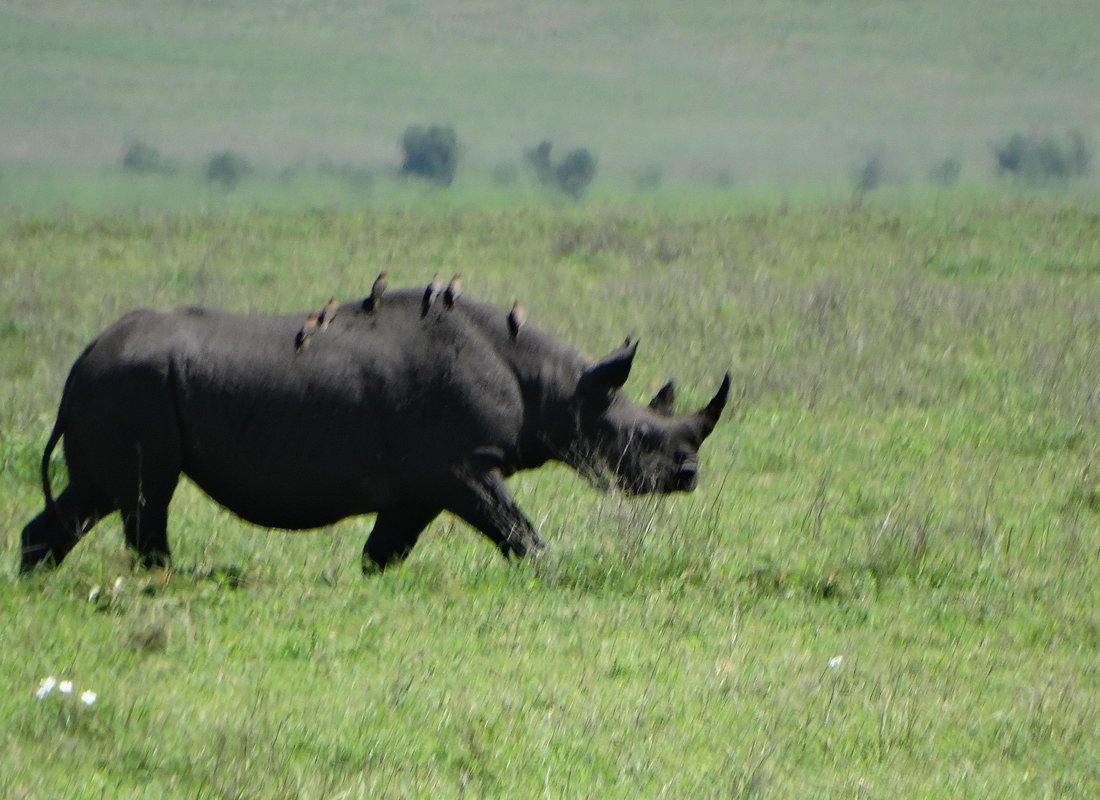 Ultimate 9-Day Safari – Natron Flamingos, Ngorongoro Wildlife & Serengeti Plains