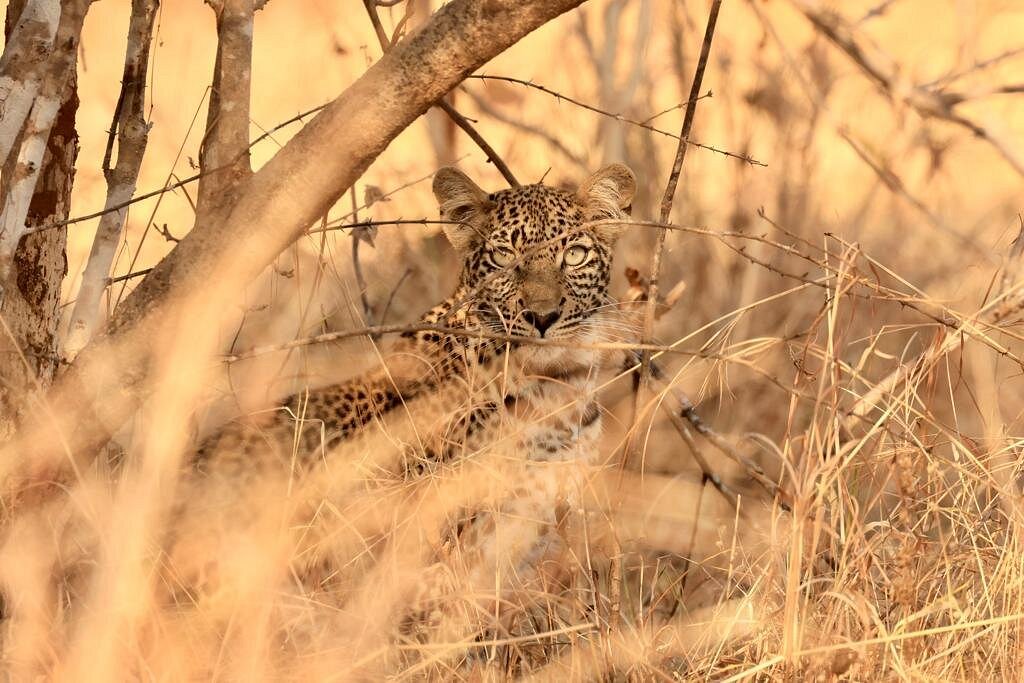 8 Days Migration & Calving Safari: Tarangire, Ngorongoro, Ndutu & Southern Serengeti