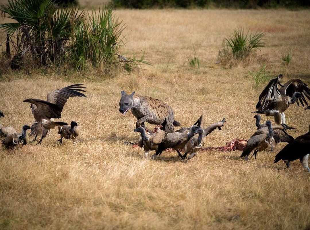 Quick 4-Day Safari – Tarangire & Lake Manyara