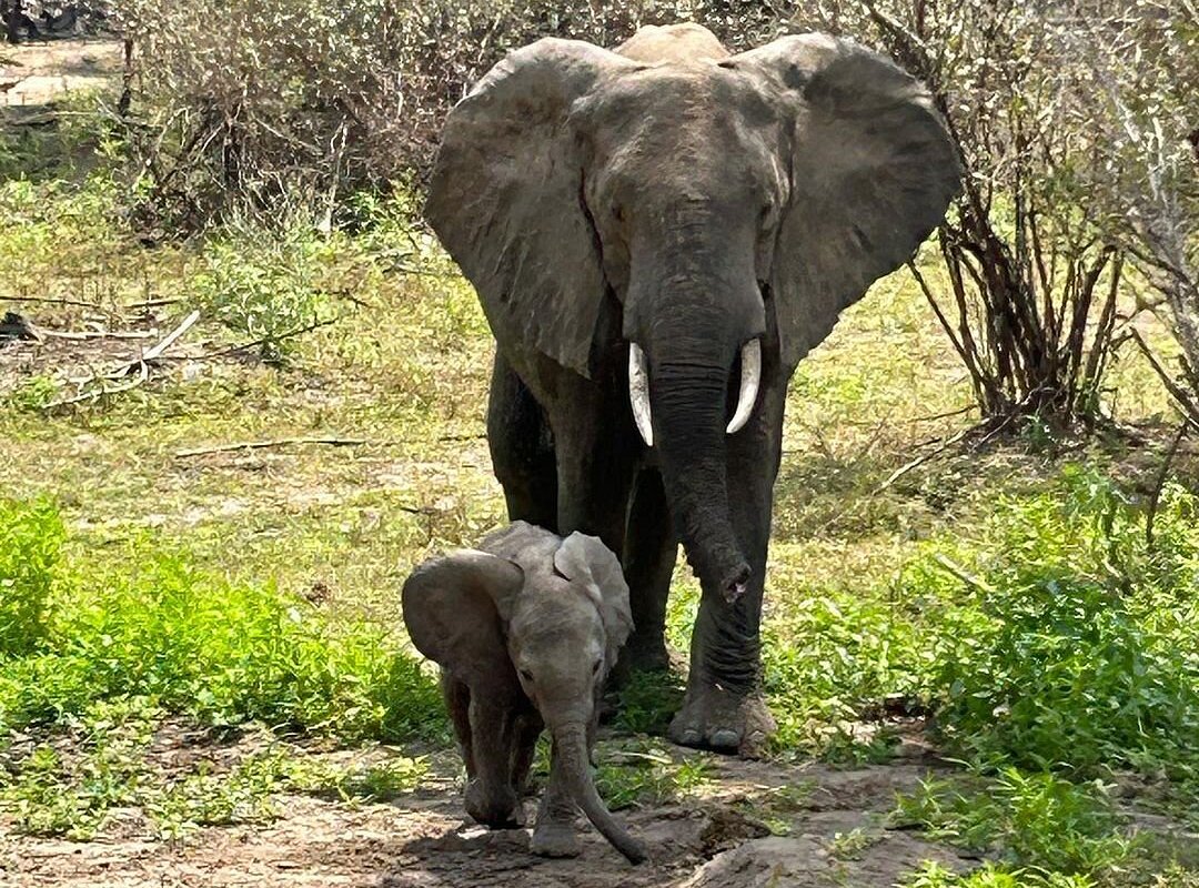 5 Days Rhino Safari in Mkomazi