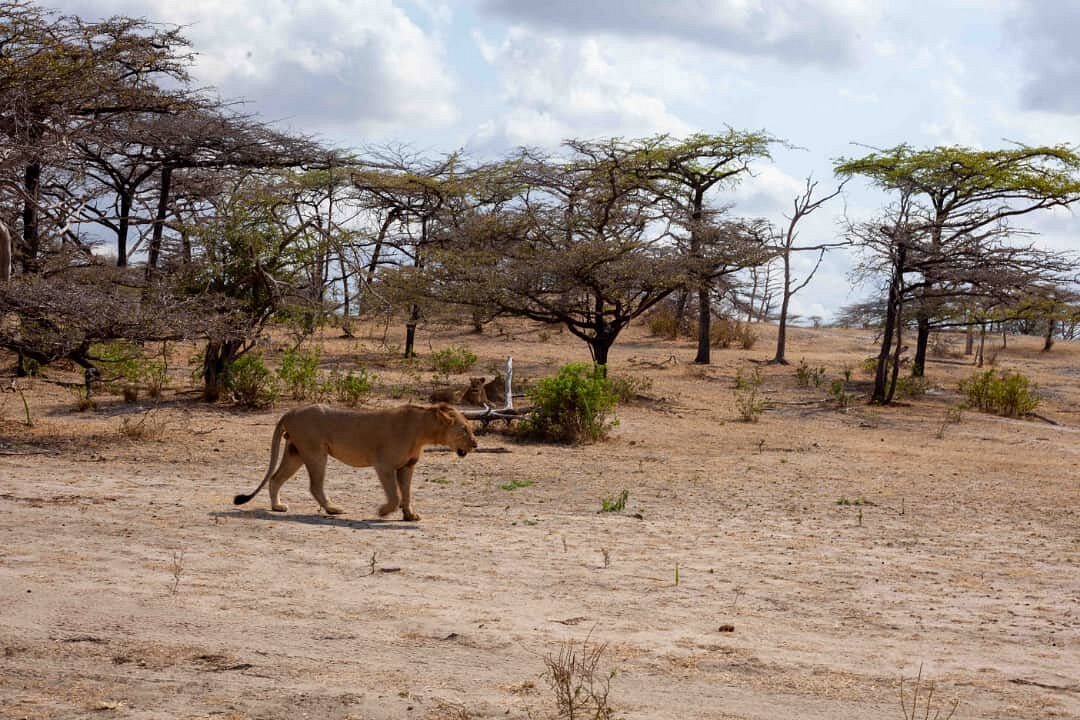 Compact 5-Day Safari to Tarangire, Manyara & Ngorongoro