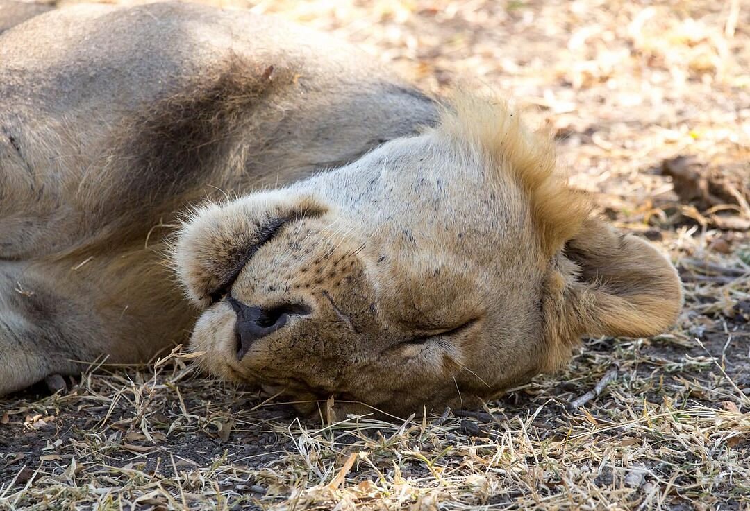 6 Days Big Cats & Serengeti Balloon Safari: 6 Days in Tanzania's Top Parks.