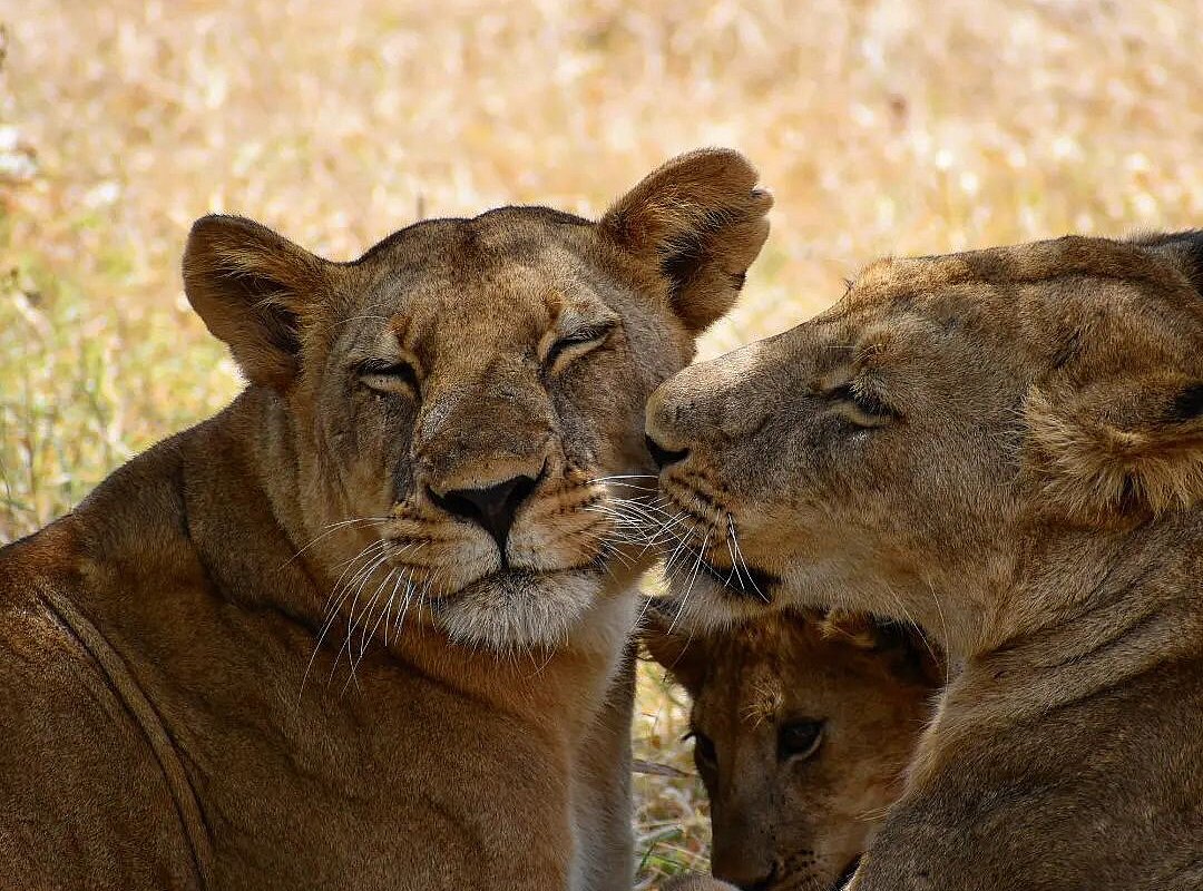 Serengeti & Ngorongoro Safari 4 Days