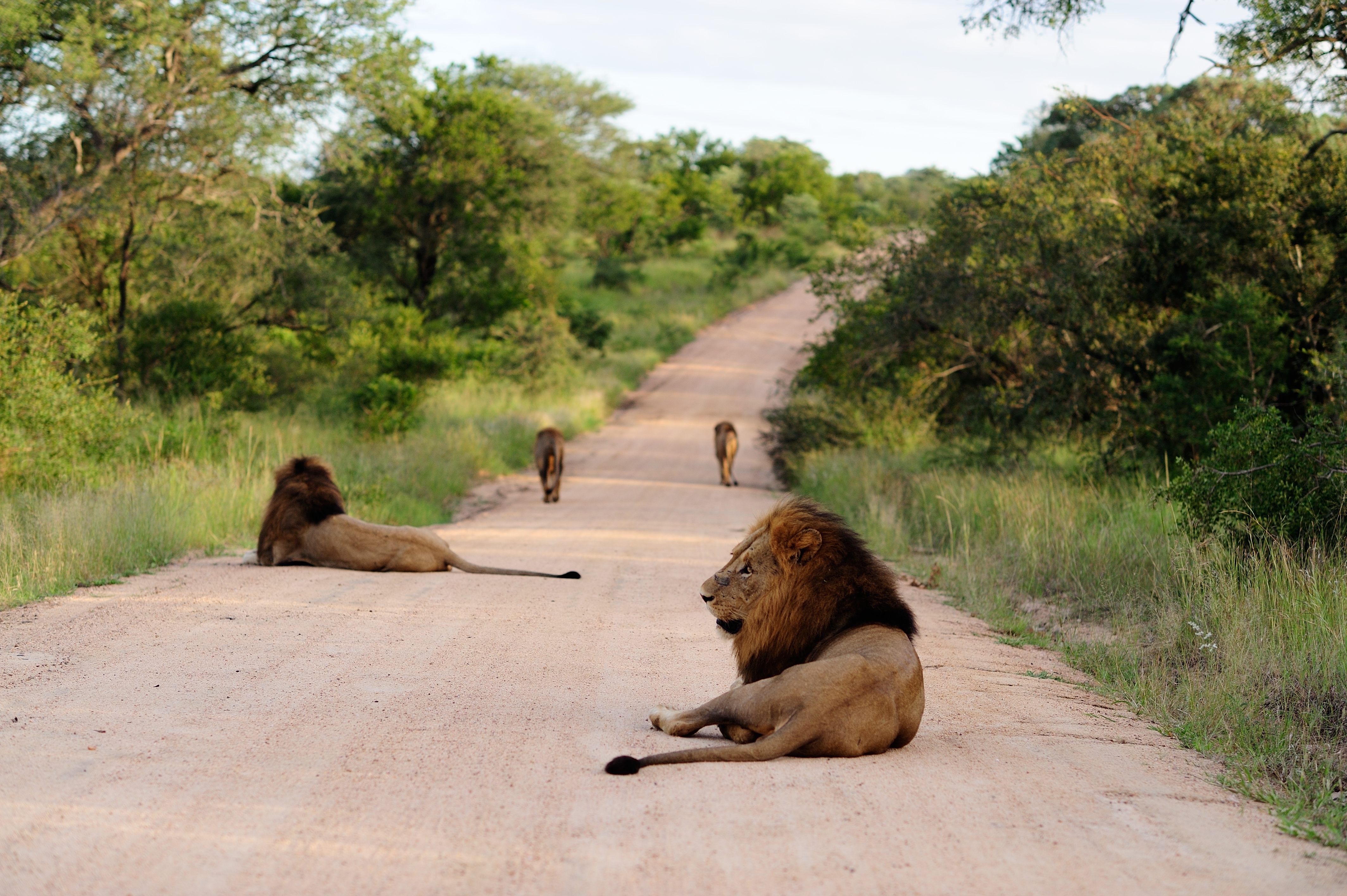 From Northern Icons to Ruaha’s Quiet Wilderness: 17 Days Across Tanzania