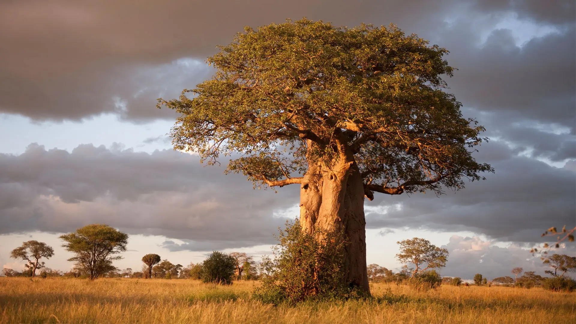 5 Days Wildlife & Tribal Safari – Tarangire, Eyasi & Ngorongoro