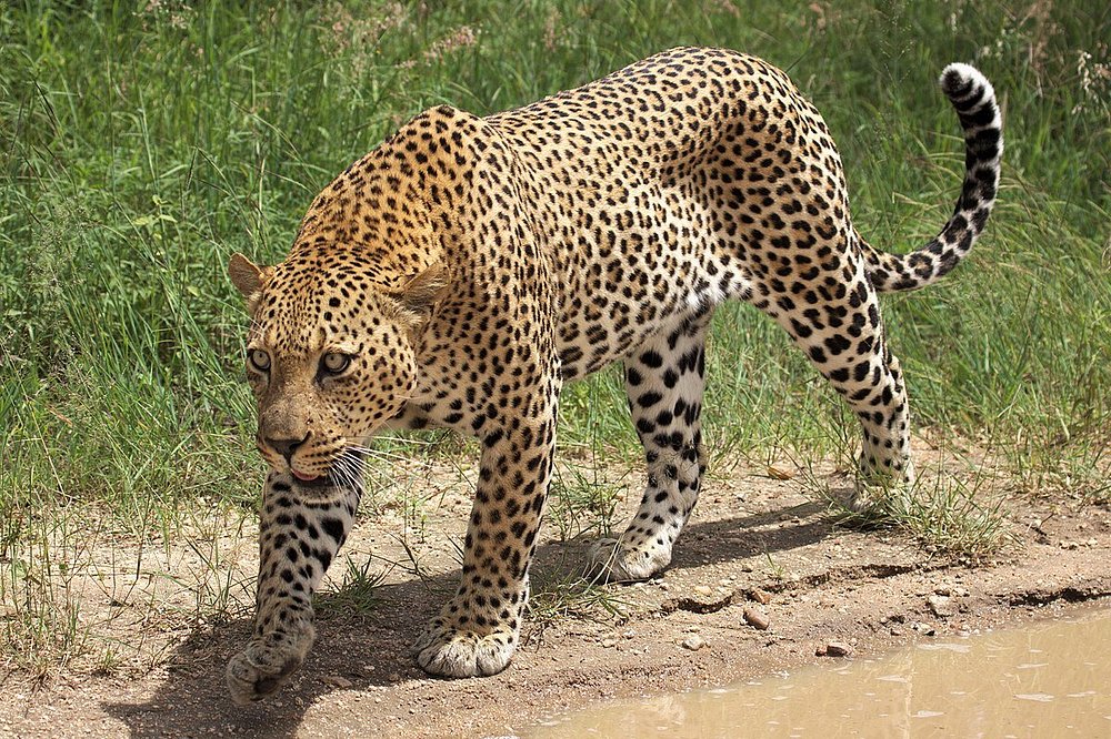 7 Days Serengeti & Ngorongoro Safari