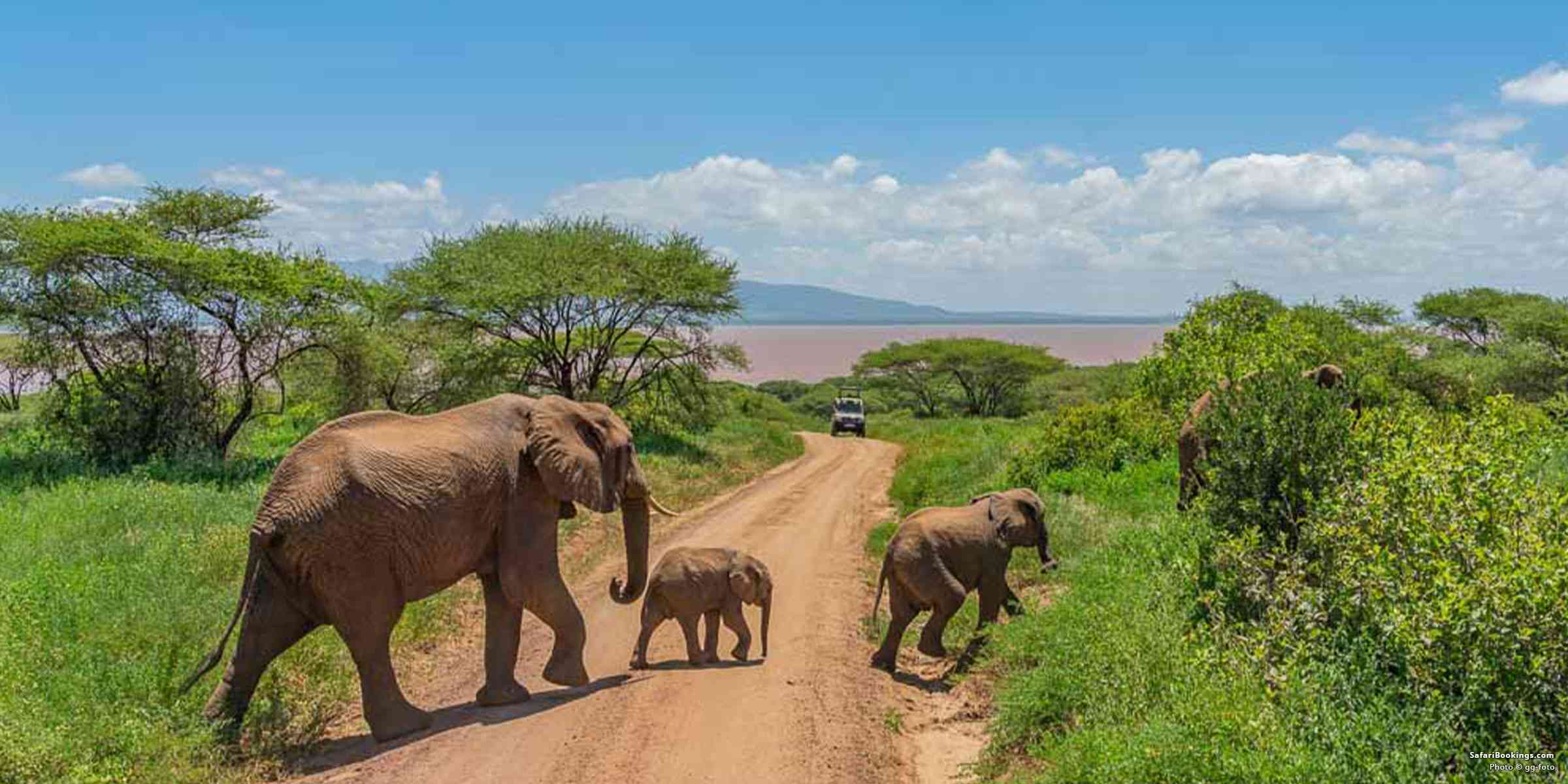 7 Days Safari to Manyara Lake, Ngorongoro Crater & Serengeti Plains