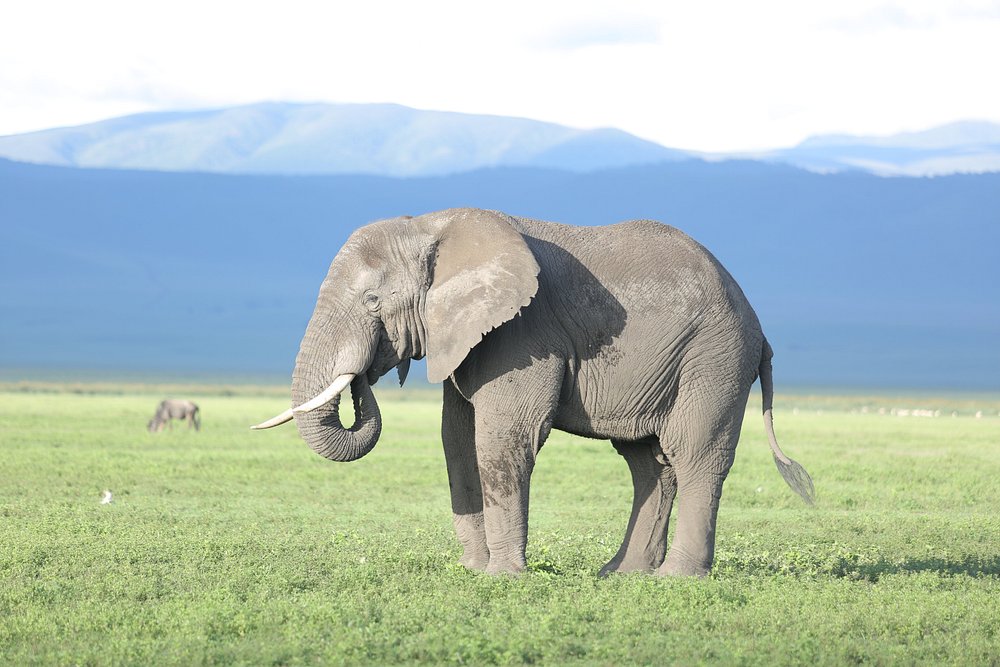 Lake Natron & Ngorongoro Safari and Cultural Visit to Mto wa Mbu Village-6 Days
